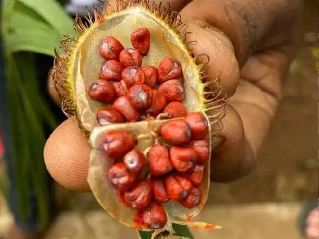Zanzibar spice farm tour