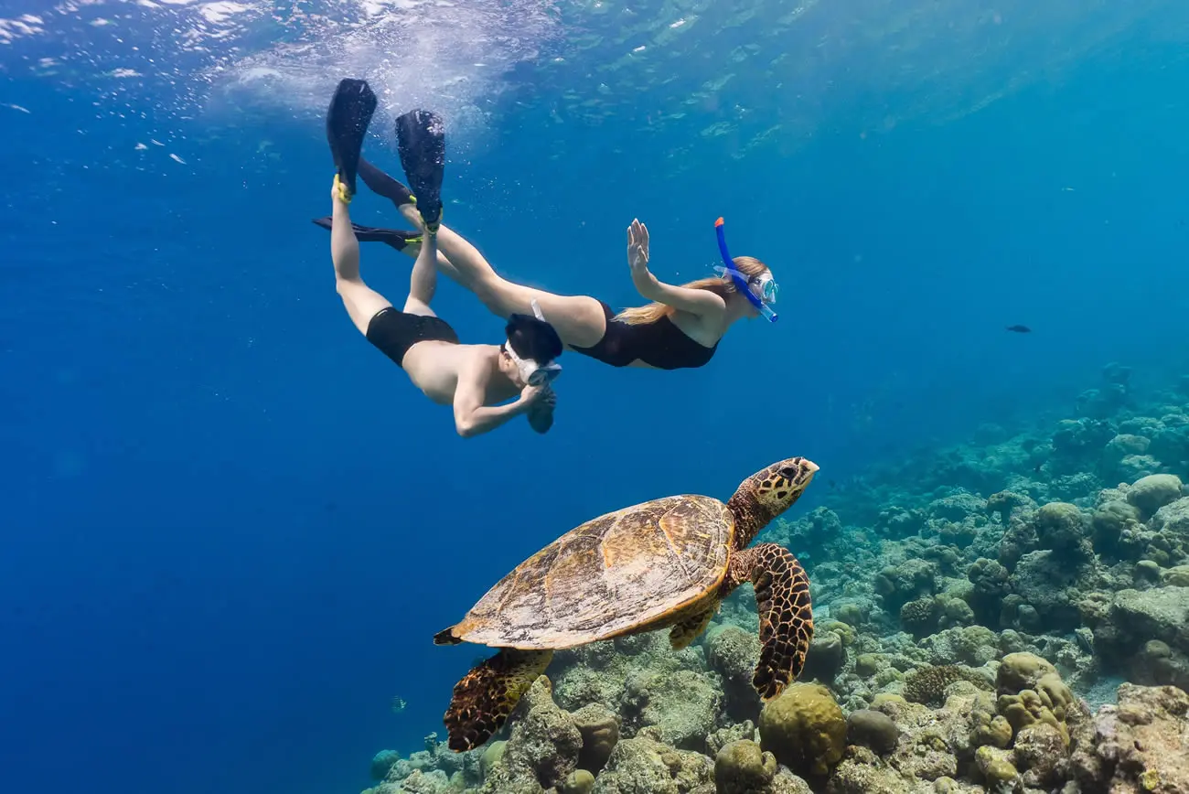 Sea turtle snorkeling experience