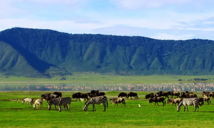 Ngorongoro Crater wildlife view